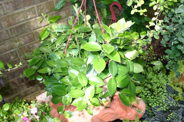 http://www.cloudjungle.com/cloudjungle/gesneriaceae/aeschynanthus/aeschynanthus mona lisa.jpg